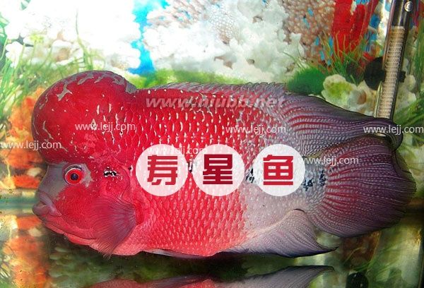 【寿星鱼】寿星鱼图片_价格_寿星鱼