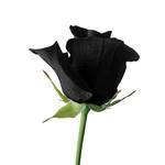 黑色花卉，黑色魅力