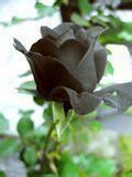 黑色花卉，黑色魅力