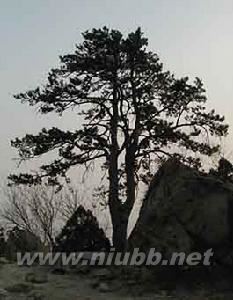 鹫峰森林公园:鹫峰森林公园-简介,鹫峰森林公园-历史概括_鹫峰