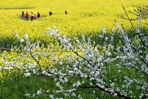 踏春：踏春-概述，踏春-词语释义_踏春