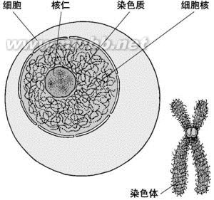 先天性卵巢发育不全：先天性卵巢发育不全-概述，先天性卵巢发育不全-简介_特纳综合征