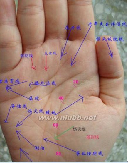 手相面相观人专集——标准手诊图